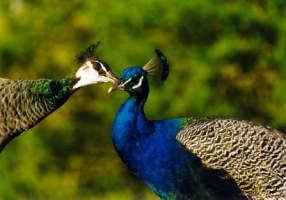 Peacocking